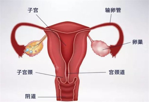 女性宫颈构造展示图 女性宫颈构造展示图