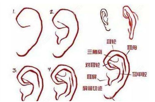 耳部结构参考图 耳部结构参考图