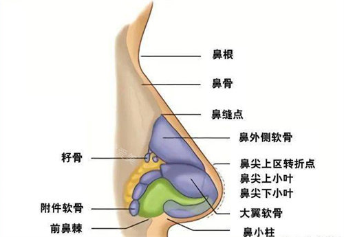 鼻部结构组织图