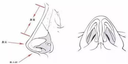 鼻子結(jié)構(gòu)圖 鼻子結(jié)構(gòu)圖