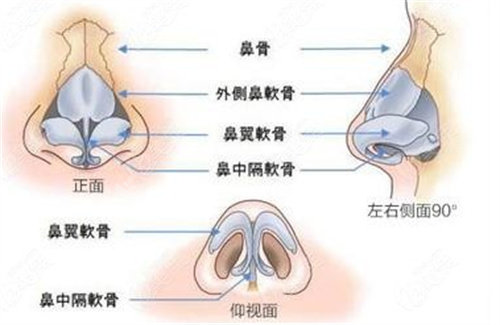 鼻子內(nèi)部結(jié)構(gòu)圖