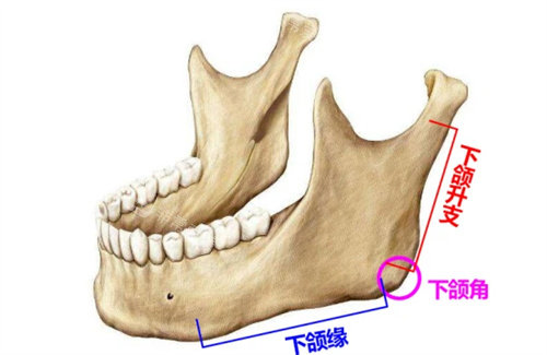 下颌角位置说明图