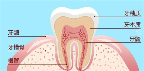 牙齿内部结构组成图