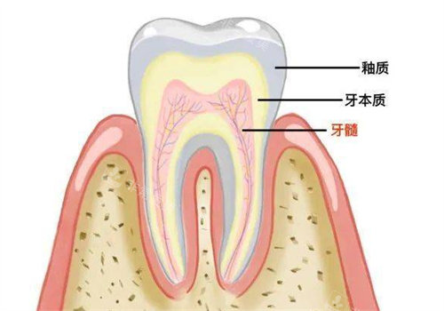 牙齿结构展示图