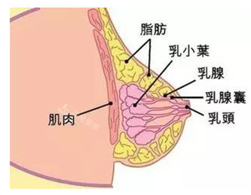 胸部内部结构图