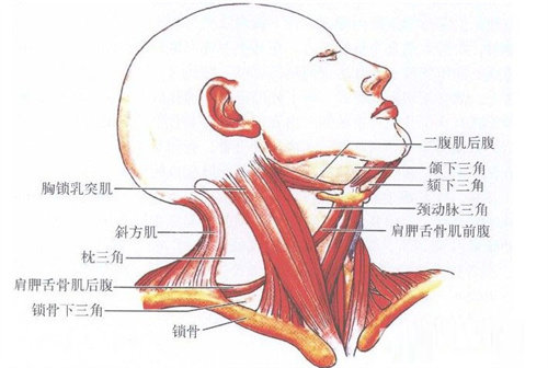 颈部结构组织展示图