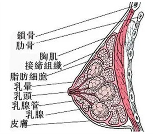 胸部内部结构图