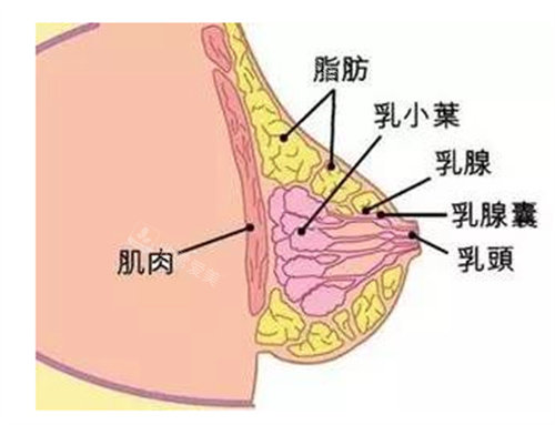 胸部内部结构分析图