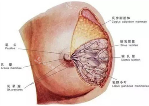 胸部結(jié)構(gòu)圖