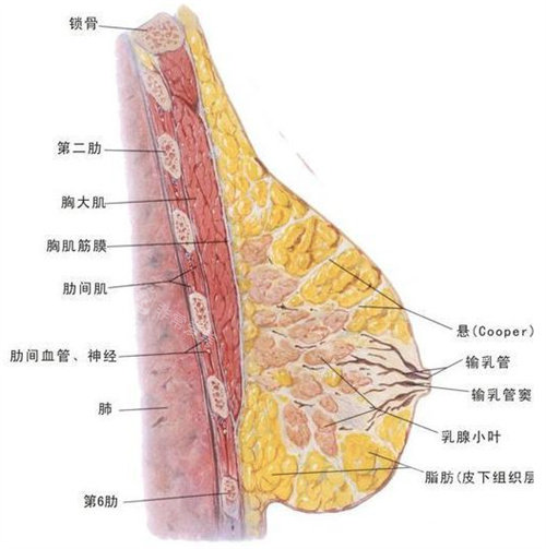 胸部組織結(jié)構(gòu)圖