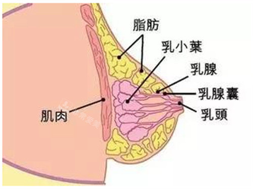 胸部组织图