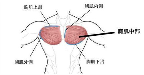 胸部結(jié)構(gòu)展示圖