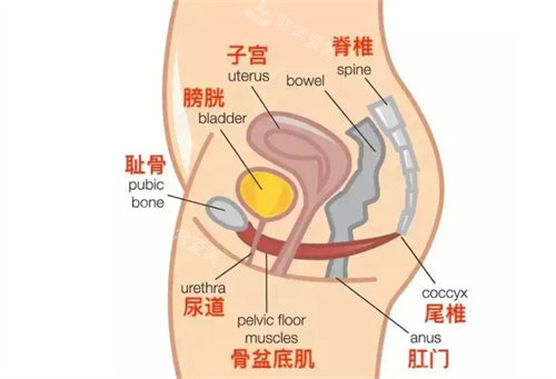 盆底肌结构展示图