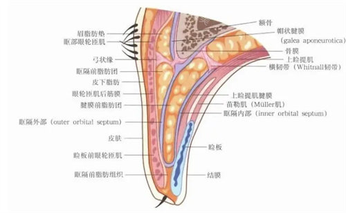 眼部形态结构图