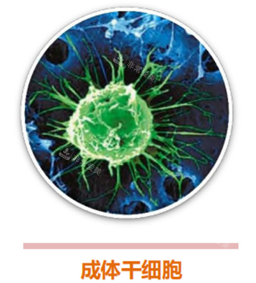 成體stem cell 成體stem cell