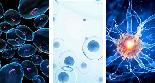 不同屬性的stem cell 不同屬性的stem cell
