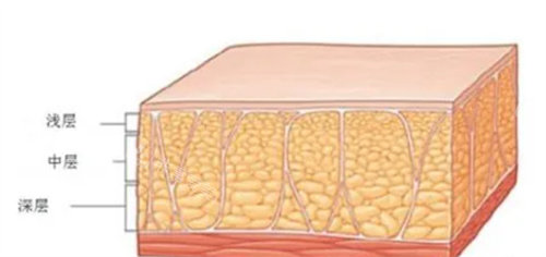 脂肪层多维度讲解图