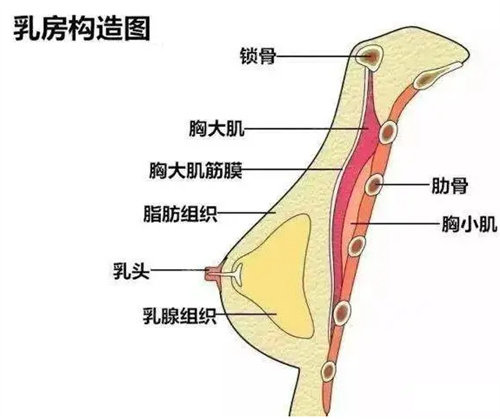 胸部内部结构图