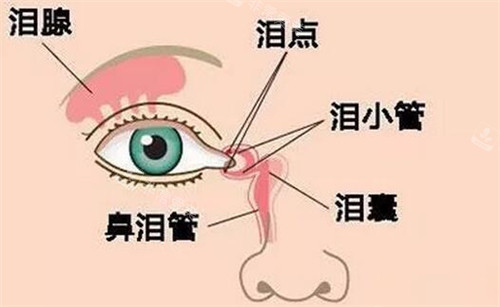 眼部结构示意图