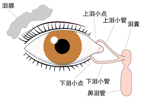 眼部内部结构示意图