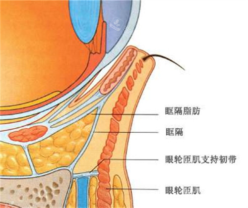 眼睛内部组织示意图