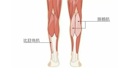 腿部肌肉位置说明图