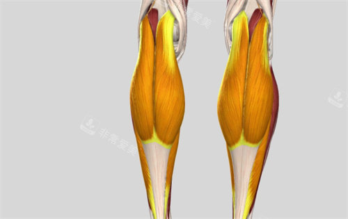 小腿肌肉组织展示图