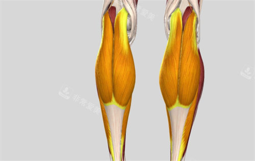 小腿肌肉組織展示圖
