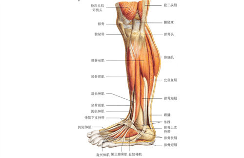 小腿结构展示图