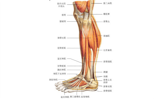 小腿結(jié)構(gòu)展示圖