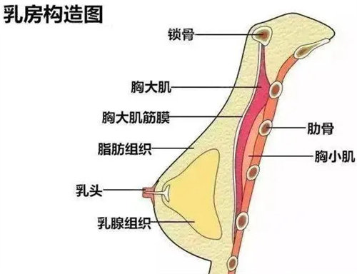 胸部構(gòu)造圖