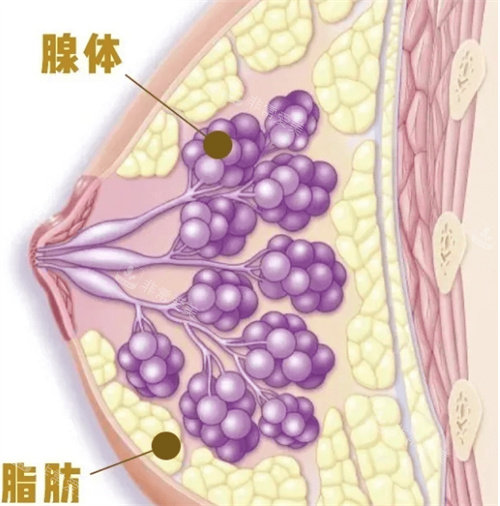 胸部结构图