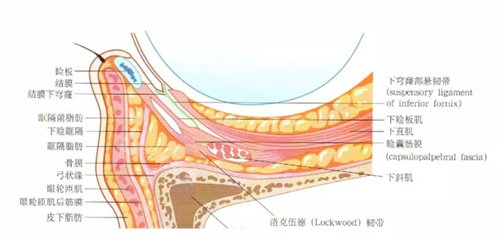 眼部结构展示图