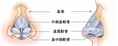 鼻部結(jié)構(gòu)具體位置展示圖
