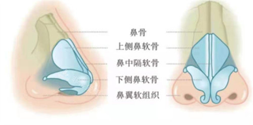 鼻部软骨构成图