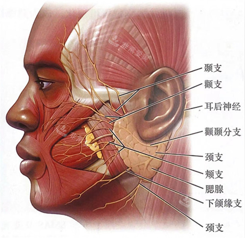 面部神经组织展示图