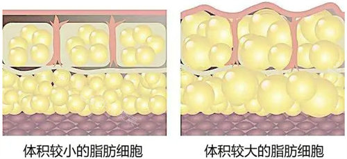 脂肪細(xì)胞