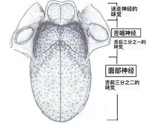 舌咽神经示意图