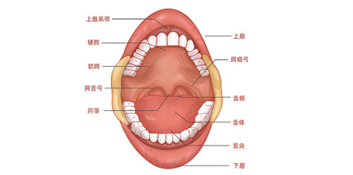 口腔结构展示图