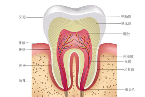 牙齿结构展示图