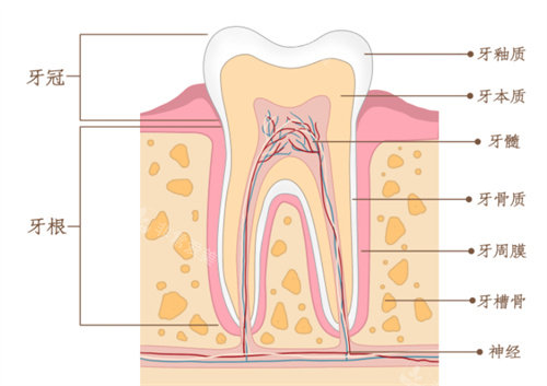 牙齒結(jié)構(gòu)組織圖