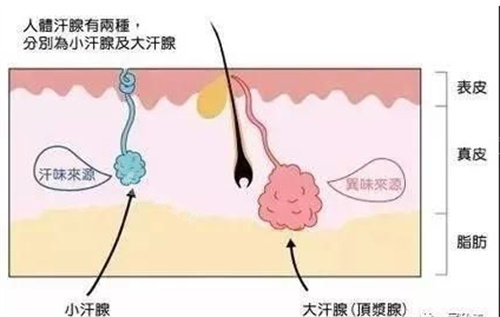 大汗腺小汗腺图