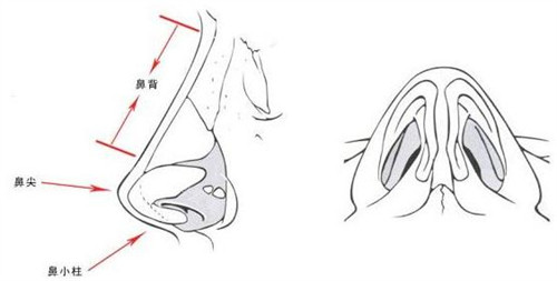 鼻部示意图
