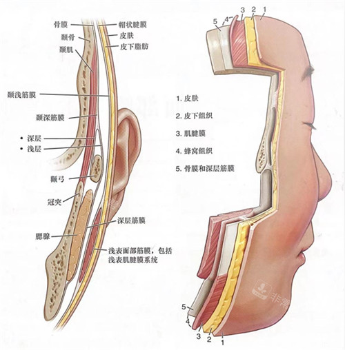 面部提升层次图