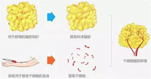 再生细胞提取图