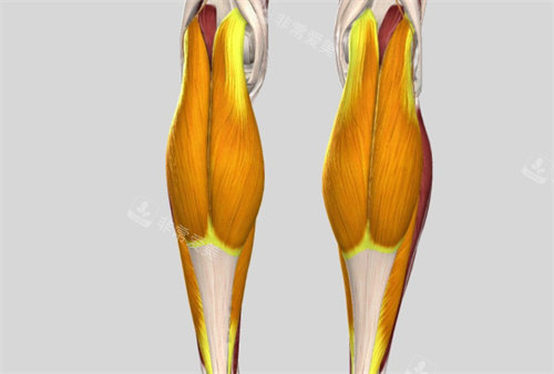 小腿肌肉形成参考图