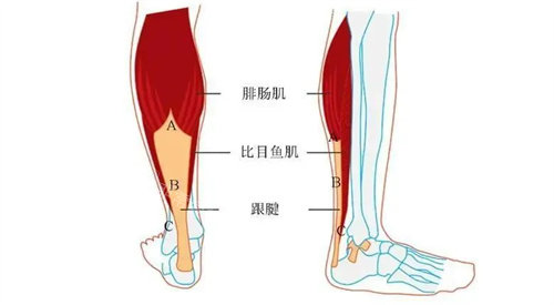 小腿外侧图片结构图图片