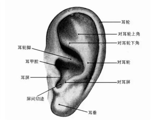 耳朵結(jié)構(gòu)展示圖 耳朵結(jié)構(gòu)展示圖