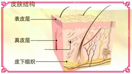 皮膚結(jié)構(gòu)圖 皮膚結(jié)構(gòu)圖