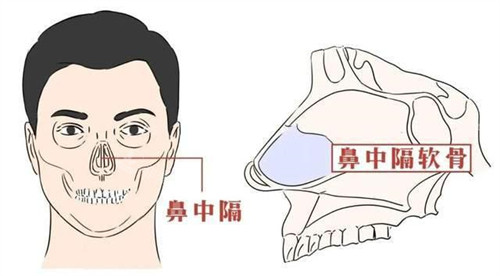 人体鼻中隔示意图